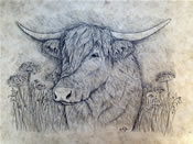 Young Highland Cow Print